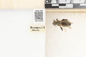 Media type: image;   Entomology 773174 Aspect: Labels